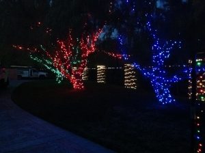 TREES beautiful Holiday lighting
